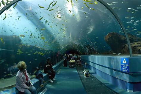  ジョージア水族館で幻想的な水中世界を冒険！