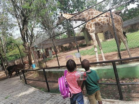  イバダン動物園：広々とした敷地と多様な動物たち