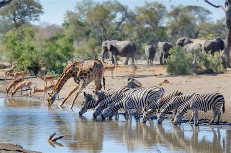  クルーガー国立公園：雄大なサバンナと多様な野生動物が織りなす自然の壮絶ドラマ！