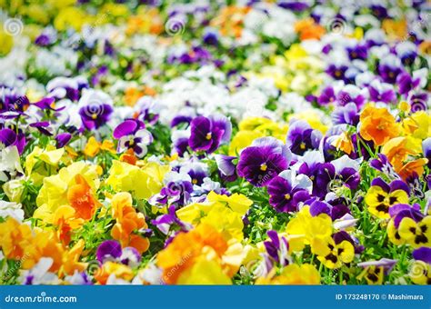 パンジー花公園！色鮮やかな花々が咲き乱れる絶景の楽園